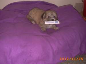 vand 1 pui bichon havanez / baietel