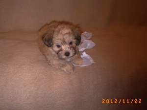 vand 1 pui bichon havanez / baietel