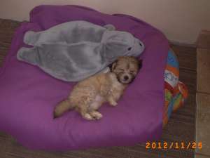 vand 1 pui bichon havanez / baietel