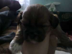 Vand pui Bichon Havanese 6 saptamani.