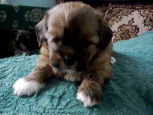 Vand pui Bichon Havanese 6 saptamani.