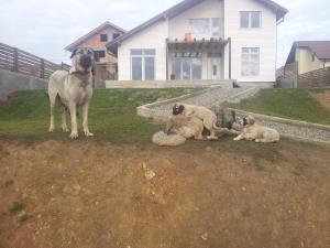 Vand pui kangal
