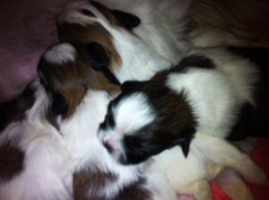 Vand 
shih tzu