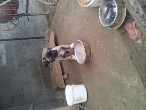 Vand pui kangal