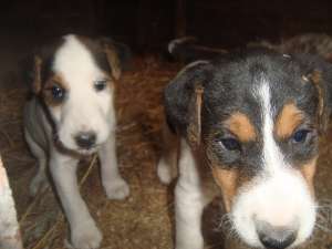 vand 2 cateluse rasa FOX TERRIER