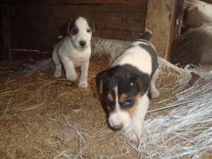 vand 2 cateluse rasa FOX TERRIER