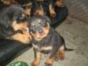 VAND 5 PUII ROTTWEILER TALIE MARE