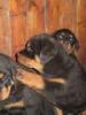 VAND 5 PUII ROTTWEILER TALIE MARE