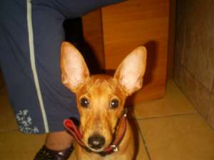 vand catel rasa pinscher