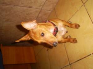 vand catel rasa pinscher