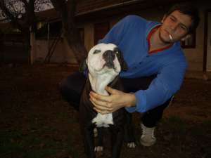 vand amstaff