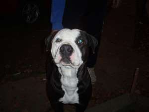 vand amstaff