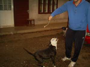 vand amstaff