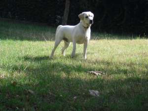 Ofer pentru monta Labrador Retriver