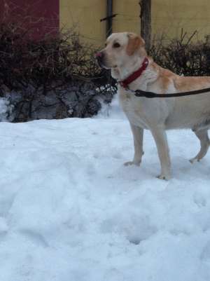 Ofer pentru monta Labrador Retriver
