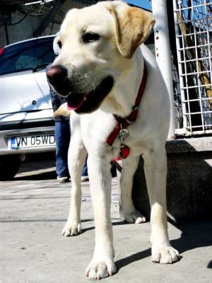 Ofer pentru monta Labrador Retriver