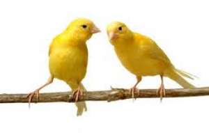 Vand canari / pereche