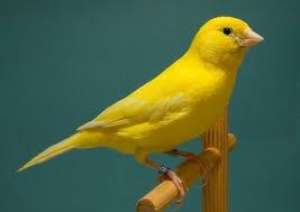 Vand canari / pereche