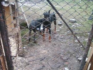 catei doberman sau schimb cu atv de 125 cc
