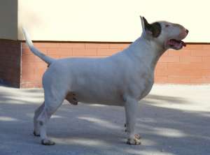 pui bull terrier