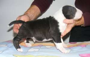 pui bull terrier