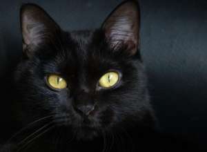 Donez pisoi rasa Bombay Shorthair