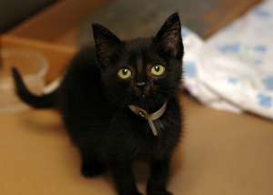 Donez pisoi rasa Bombay Shorthair