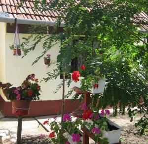 Vand casa cu teren