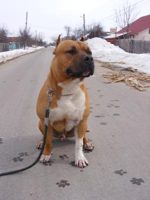 vand mascul amstaff cu pedigree din linii de exceptie