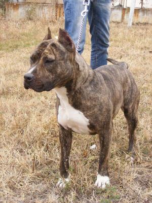 vand mascul amstaff cu pedigree din linii de exceptie