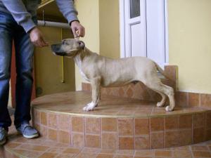 vand mascul amstaff cu pedigree din linii de exceptie