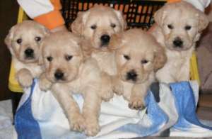Golden Retriever pui