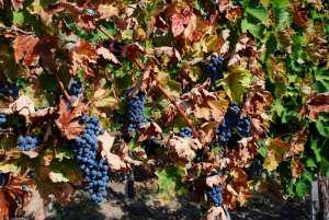 vinzare vin