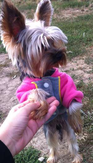 monta yorkshire terrier