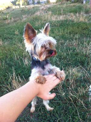 monta yorkshire terrier