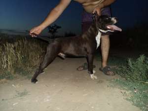 vand pui amstaff