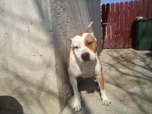 vand pui amstaff