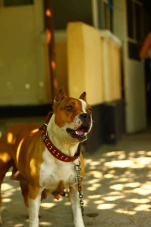vand pui amstaff