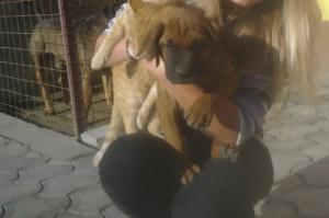 vand catel superb rasa tosa inu