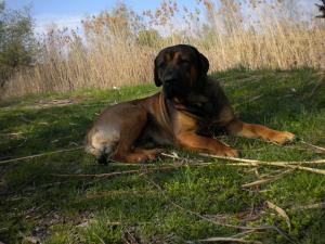 vand catel superb rasa tosa inu