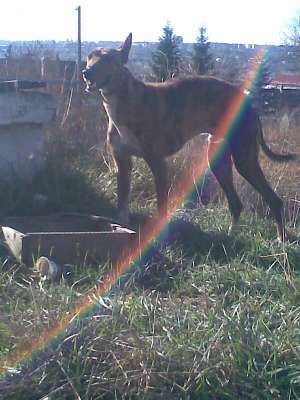 vand cani ogari
