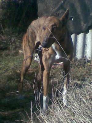 vand cani ogari