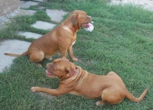 Dog de Bordeaux