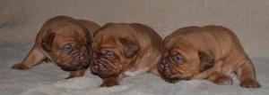 Dog de Bordeaux