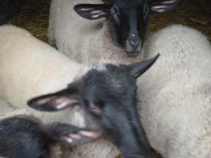 Vand urgent50 de oi suffolk