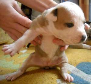Vand pui amstaff Bucuresti 2012