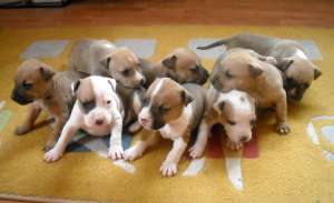 Vand pui amstaff Bucuresti 2012