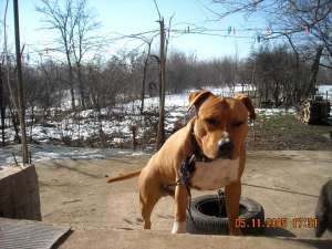 Vand pui amstaff Bucuresti 2012