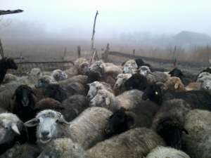 VAND 60 DE OI URGENT SI EFTINE