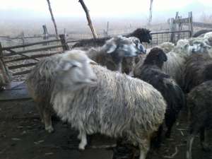 VAND 60 DE OI URGENT SI EFTINE